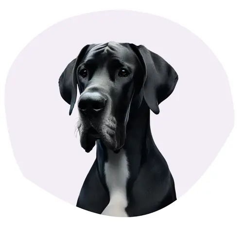 Dogue allemand